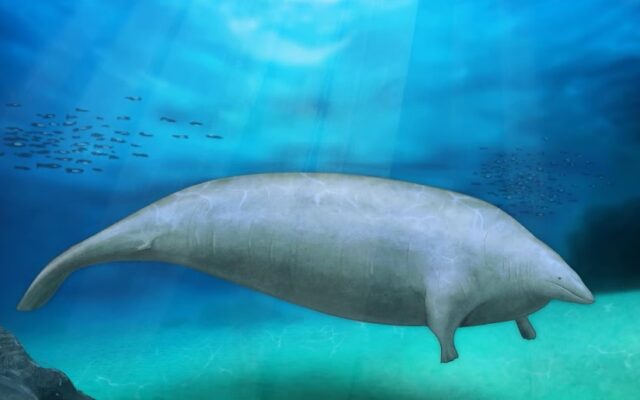 cetaceu-balena-animal-marin-640x400
