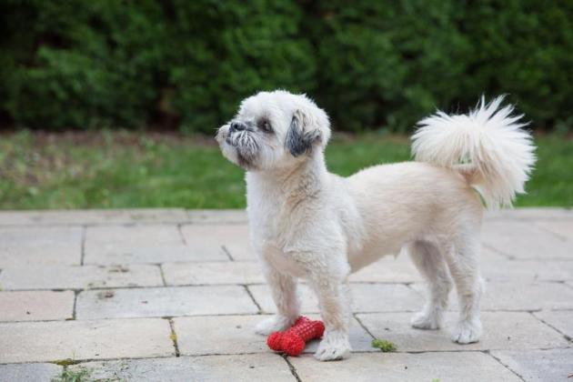 image-2023-08-20-26473857-41-caine-shih-tzu