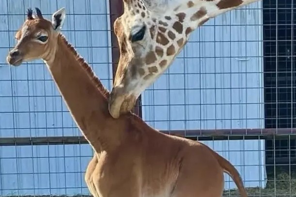 GIRAFĂ PETE