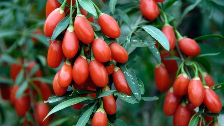 goji