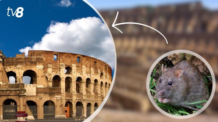 sobolani la coliseu