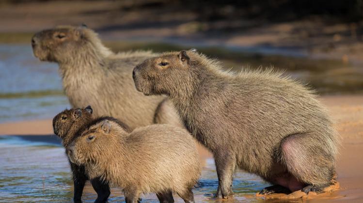 capibara_05874300