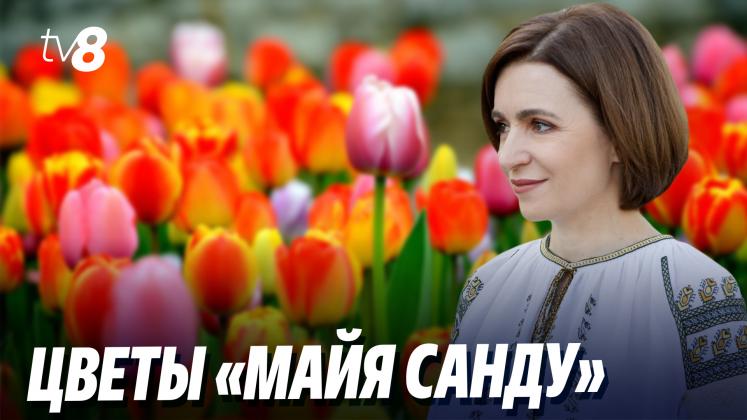 цветы «МАЙЯ САНДУ»