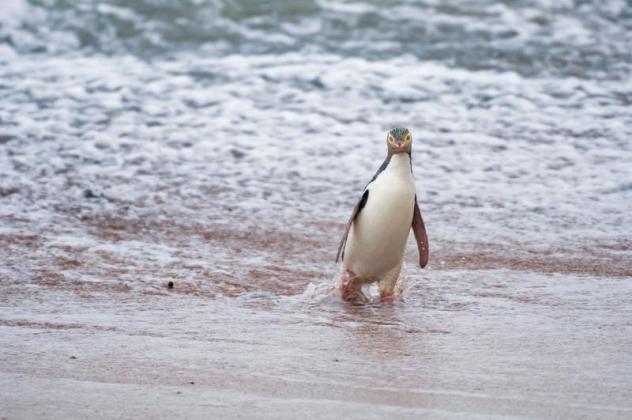 image-2023-09-11-26524746-41-pinguin-noua-zeelanda