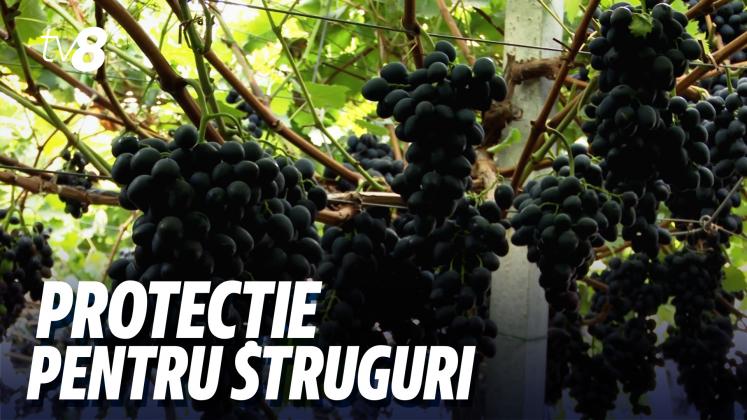 mecanism struguri