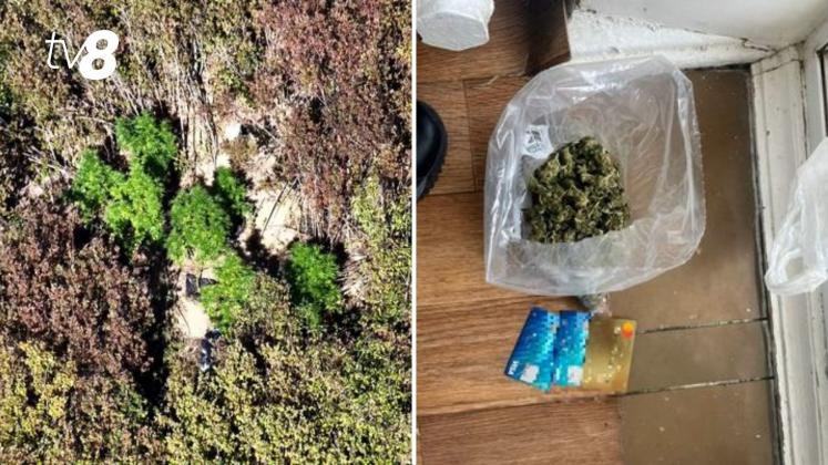 marihuana chisinau