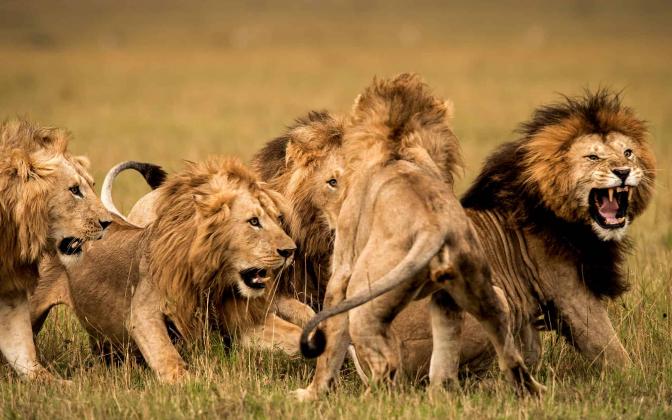 lion-behaviour