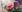 /VIDEO/ Afacere profitabilă cu smochine. Antreprenorul: Un singur rând de pomi îmi aduce un venit mai bun decât 2 hectare de prune