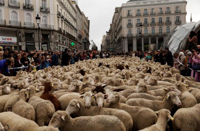 oi madrid2