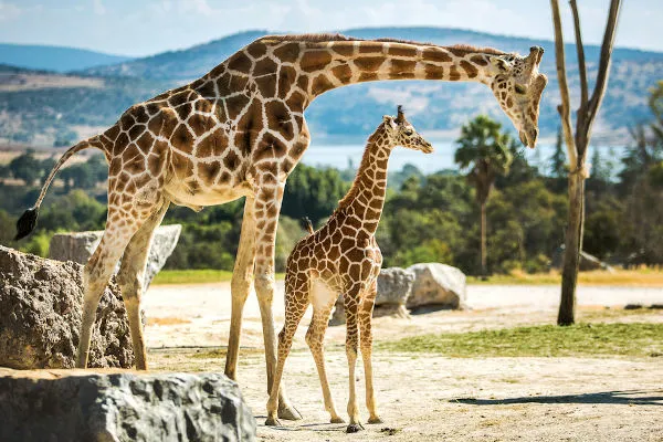 girafas