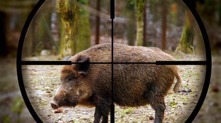 Start-sezonul-de-vanatoare-la-mistreti.-Cate-animale-urmeaza-a-fi-impuscate-in-raioanele-Ungheni-Nisporeni-si-Calarasi