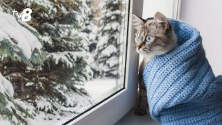 В начале новогодней недели выпал снег. Прогноз погоды на сегодня, 29 декабря