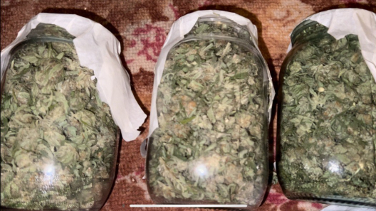 marijuana