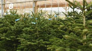 В Молдове началась продажа новогодних ёлок: Moldsilva предоставит более 40 тысяч деревьев