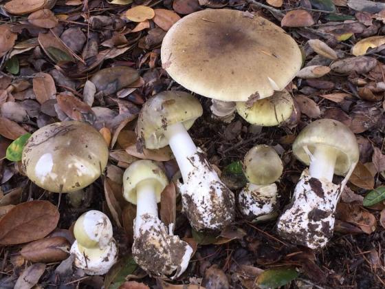 Amanita phalloides