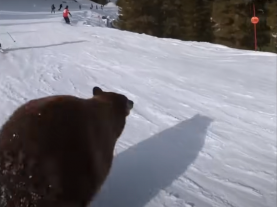 urs ski
