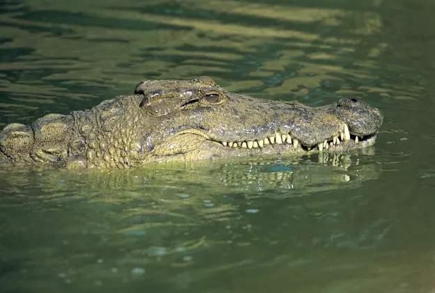 Nile-crocodile