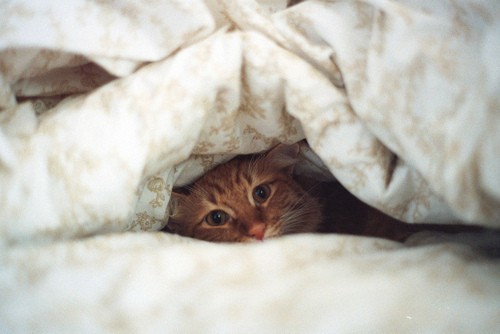cat