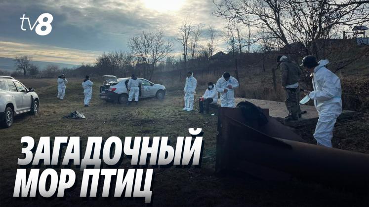 LEBEDE RĂUT ru