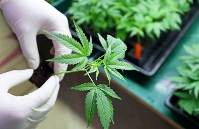 cannabis