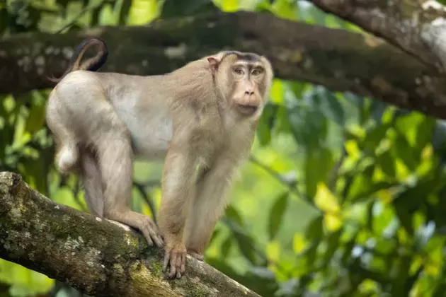 macac-maimute-primate