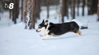 В Молдове снова зафиксирован температурный рекорд: ночью было -20°C. Когда мороз хоть немного отступит?
