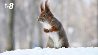 /METEO/ Cum va fi vremea azi, 10 ianuarie 2026: Fulgi de zăpadă în Capitală. Ce prezic meteorologii pentru alte regiuni