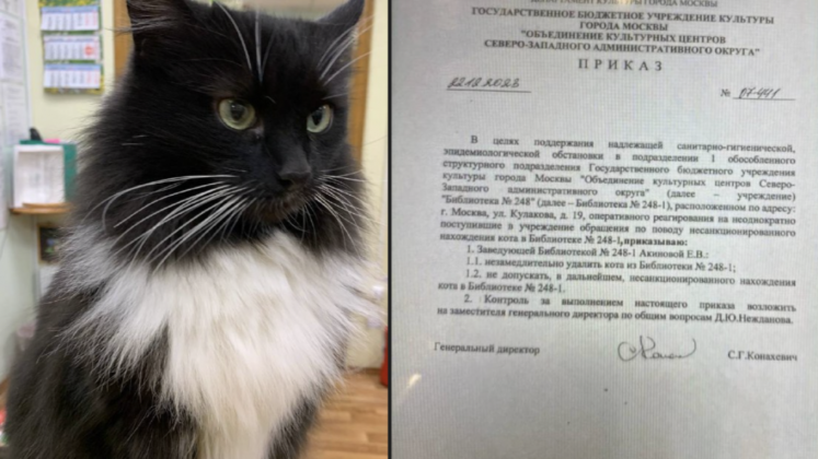 pisica expluzata