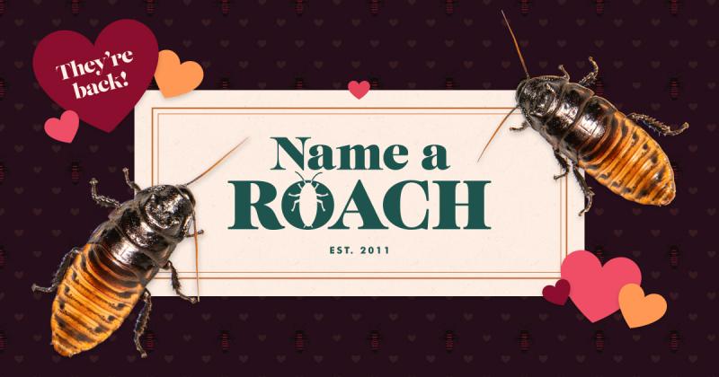 4qwz6ttpu3_Roach_FB