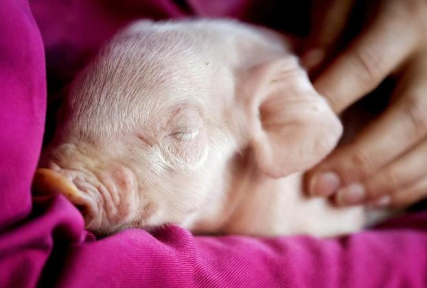 porci clona