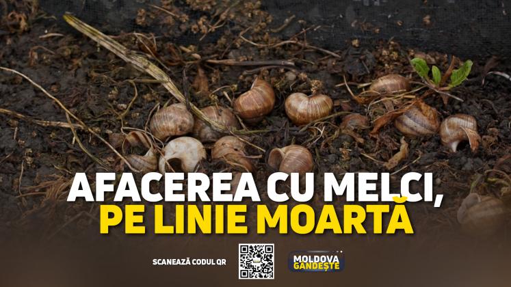 MOLDOVA GANDESTE - 16 03 2024 - COVER reportaj MELCI AFACERE
