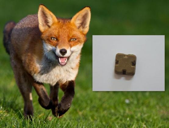 vulpe vaccin