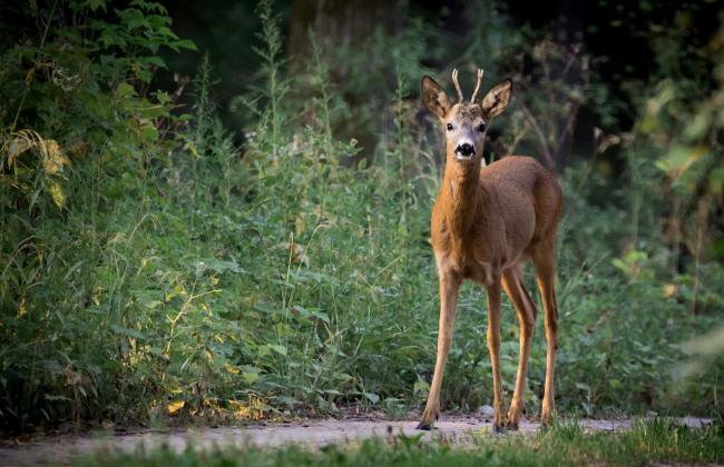 roe-deer-880581_1280