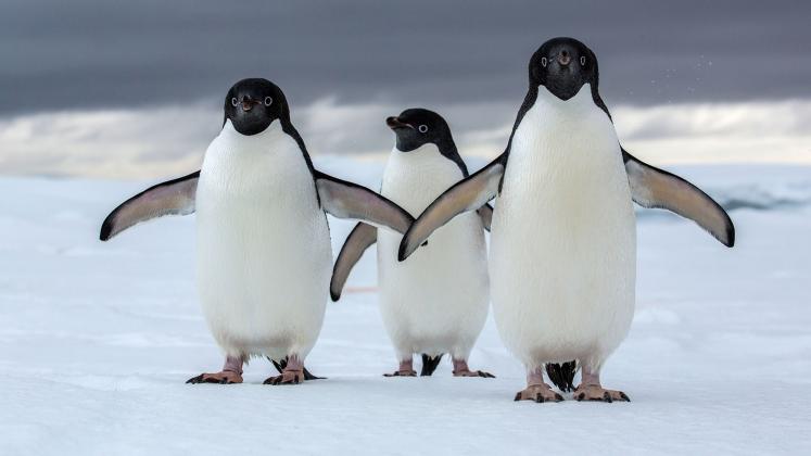 01_adelie_penguin_16x9