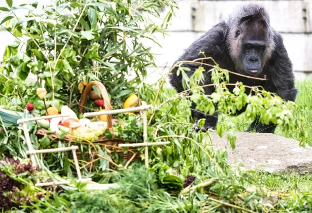 urnpublicidap.org9267d9a653ac2c5893d2203e7f63c065Germany_Veteran_Gorilla_36610