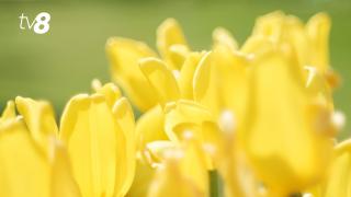 /HARTĂ/ Cum va fi vremea în martie 2026: Recordul de zăpadă, gerul istoric și temperatura maximă din 1926