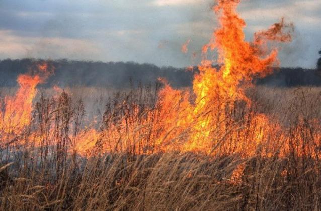 vegetatie incendiu