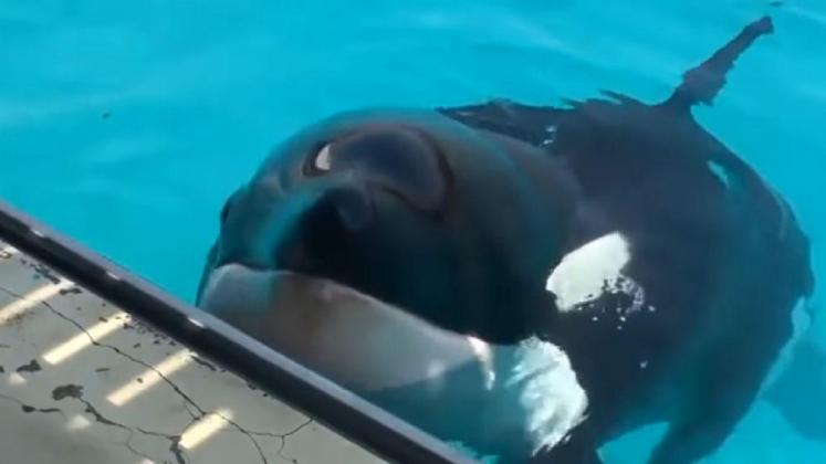 orca