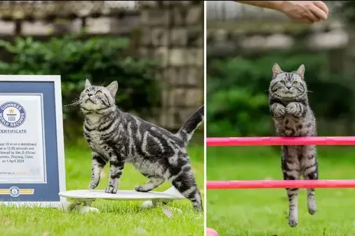 кот_скейтбордист