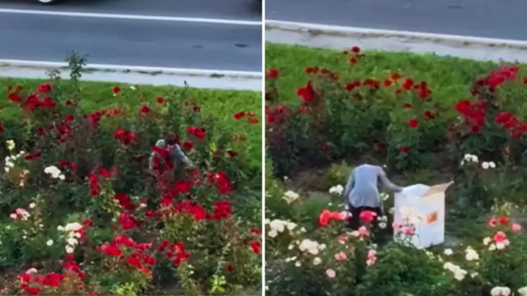 fură trandafiri