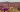 /FOTO/ Flori în plină iarnă. Imagini uimitoare din cel mai arid deșert de pe planetă