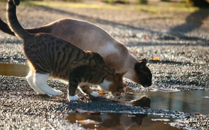 коты пьют воду