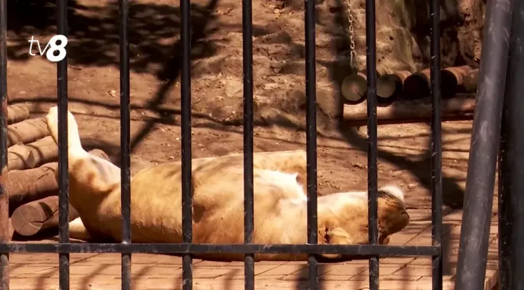 leu zoo