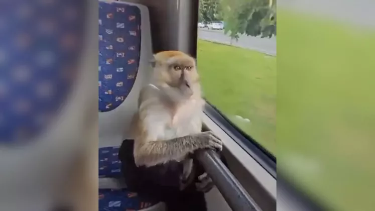 maimuță în troleibuz