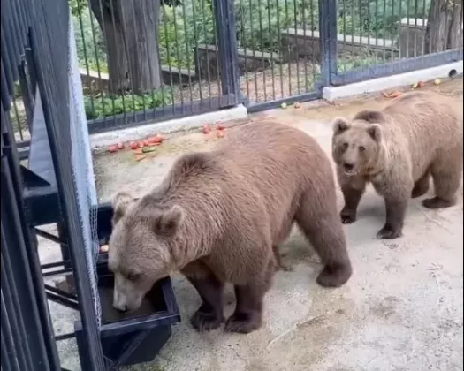 мишки в зоо