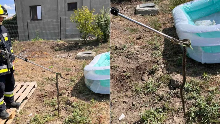 SARPE PISCINĂ)