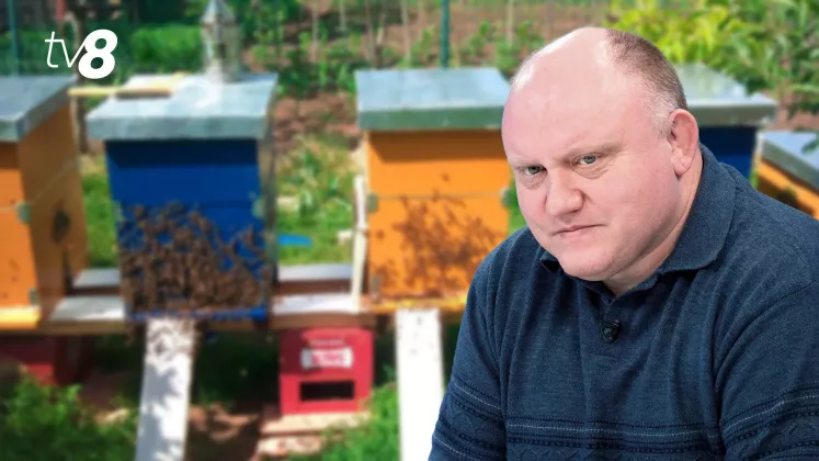 bolea albine