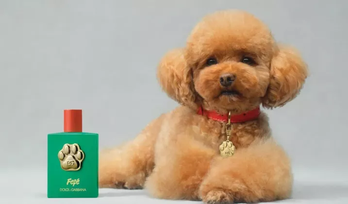 DG-Dogs-1720x820