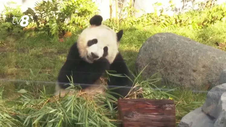 n714338v26_PANDA URIAȘI-.mxf.00_01_21_23.Still001