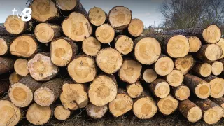 В Молдове ужесточат контроль за оборотом древесины: за незаконную продажу грозит конфискация